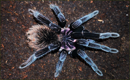 Xenesthis immanis ()