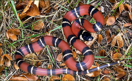 Lampropeltis triangulum abnorma (Guatemala Dreiecksnatter)