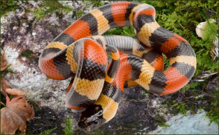 Lampropeltis triangulum dixoni (Dixons Dreiecksnatter)