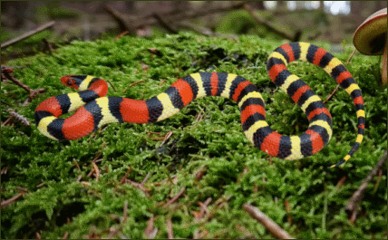 Lampropeltis triangulum elapsoides (Scharlach Königsnatter)