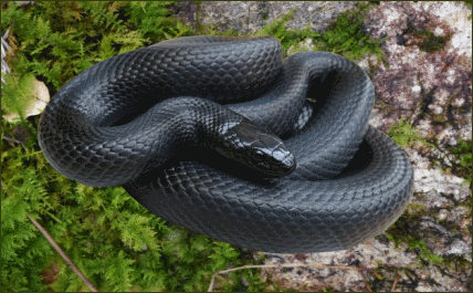 Lampropeltis triangulum gaigae (Schwarze Dreiecksnatter)