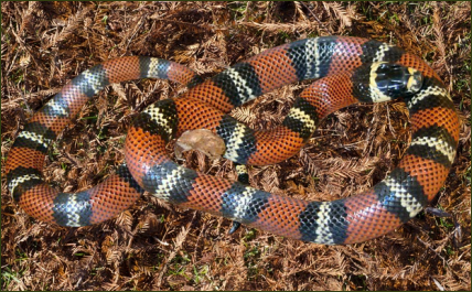 Lampropeltis triangulum hondurensis (Honduras Dreiecksnatter)