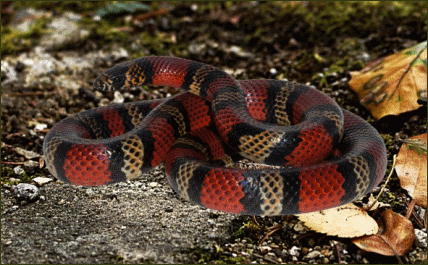 Lampropeltis triangulum micropholis (Ecuador Dreiecksnatter)