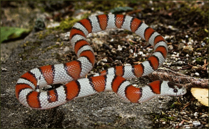 Lampropeltis triangulum multistrata (Vielstreifen Dreiecksnatter)