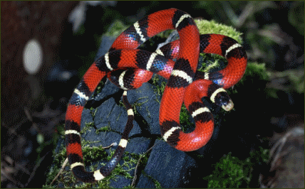 Lampropeltis triangulum nelsoni (Nelsons Dreiecksnatter)
