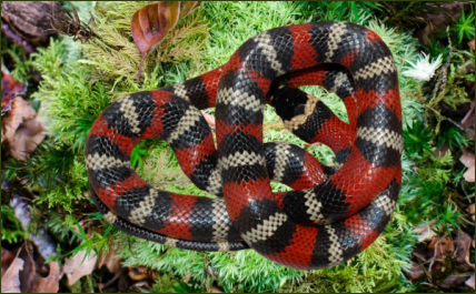 Lampropeltis triangulum oligozona (Pazifik Dreiecksnatter)