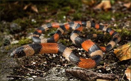 Lampropeltis triangulum polyzona (Atlantik Dreiecksnatter)