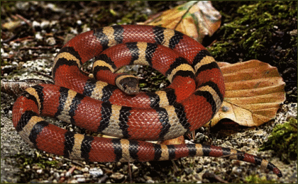 Lampropeltis triangulum amaura (Louisiana Dreiecksnatter)