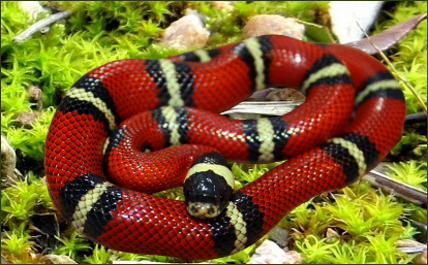 Lampropeltis triangulum sinaloae (Sinaloa Dreiecksnatter)