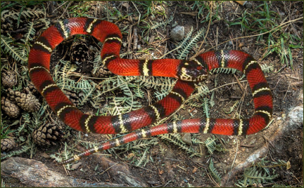Lampropeltis triangulum smithi (Smiths Dreiecksnatter)