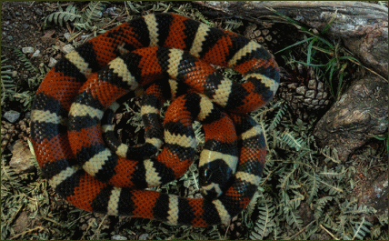 Lampropeltis triangulum stuarti (Stuarts Dreiecksnatter)