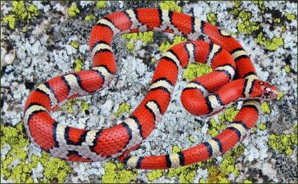 Lampropeltis triangulum syspila (Rote Dreiecksnatter)