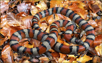 Lampropeltis triangulum taylori (Utah Dreiecksnatter)