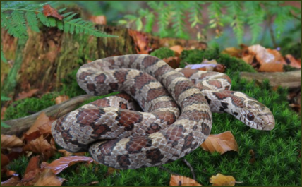 Lampropeltis triangulum triangulum (Östliche Dreiecksnatter)