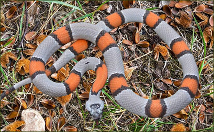 Lampropeltis alterna (Graugebänderte Königsnatter)