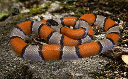 Lampropeltis alterna blairi (Blairs Königsnatter)