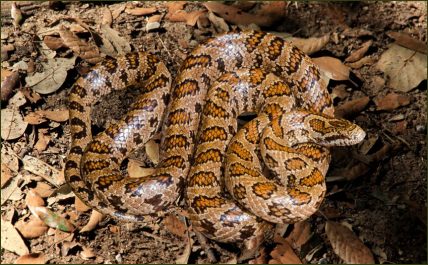 Lampropeltis calligaster occipitolineata (Südflorida Maulwurfschlange)