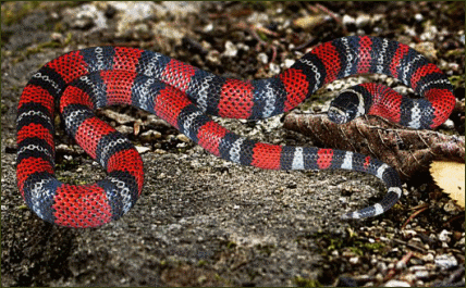 Lampropeltis triangulum andesiana (Anden Dreiecksnatter)