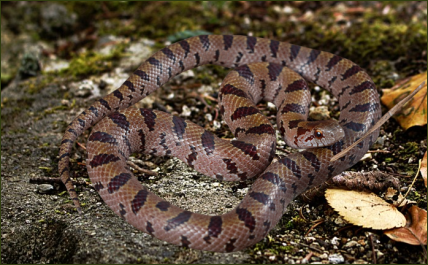 Lampropeltis calligaster rhombomaculata (Maulwurfschlange)