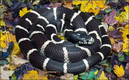 Lampropeltis getula boyli (Boyles Kettennatter)