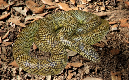 Lampropeltis getula brooksi (Südflorida Königsnatter)
