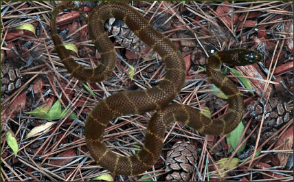 Lampropeltis getula conjuncta (Geringelte Baja Kettennatter)