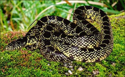 Lampropeltis getula floridana (Florida Kettennatter)