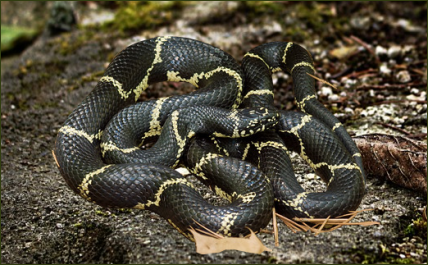 Lampropeltis getula getula (Östliche Kettennatter)