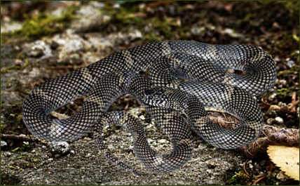 Lampropeltis getula goini (Gefleckte Kettennatter)