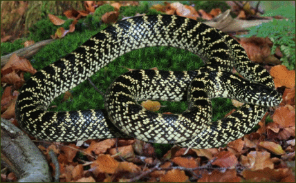 Lampropeltis getula holbrooki (Gesprenkelte Kettennatter)