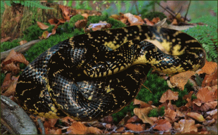 Lampropeltis getula nigra (Schwarze Kettennatter)