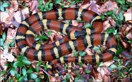 Lampropeltis triangulum annulata (Mexikanische Dreiecksnatter)