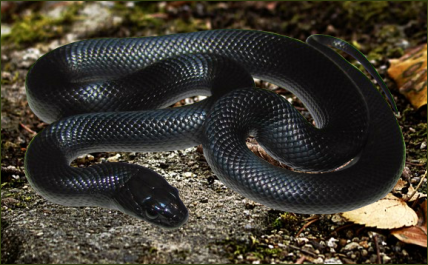 Lampropeltis getula nigrita (Mexikanische Schwarze Kettennatter)