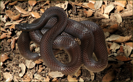 Lampropeltis getula nitida (Gestreifte Baja Kettennatter)