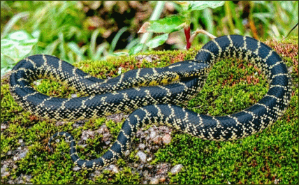 Lampropeltis getula splendida (Wüsten Kettennatter)