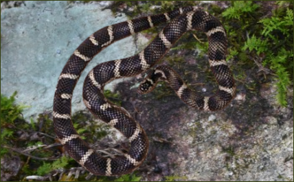 Lampropeltis getula sticticeps (Insel Kettennatter)