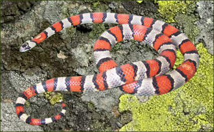 Lampropeltis mexicana mexicana (Mexikanische Kettennatter)