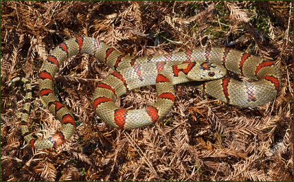 Lampropeltis mexicana greeri (Durango Königsnatter)