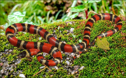 Lampropeltis ruthveni (Ruthvens Königsnatter)