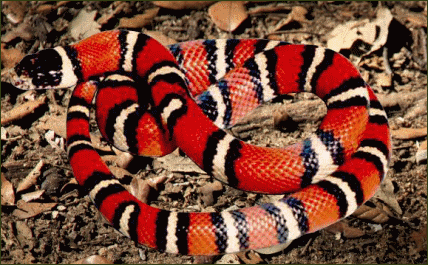 Lampropeltis triangulum arcifera (Jalisco Dreiecksnatter)