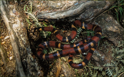 Lampropeltis triangulum blanchardi (Blanchards Dreiecksnatter)