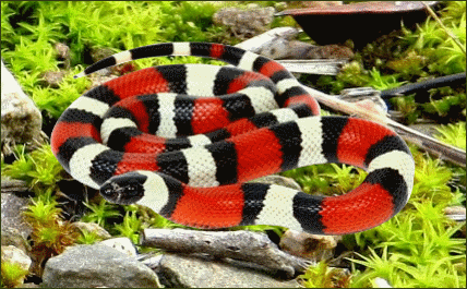 Lampropeltis triangulum campbelli (Puebla Dreiecksnatter)