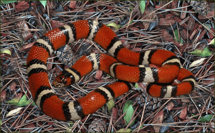 Lampropeltis triangulum celaenops (New-Mexico Dreiecksnatter)