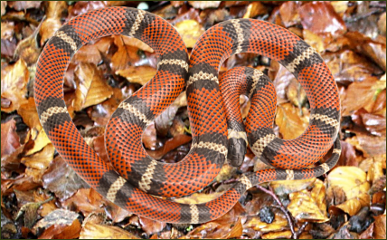 Lampropeltis triangulum conanti (Conants Dreiecksnatter)